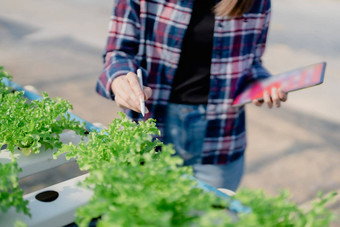 女人农民收获蔬菜审计质量水培法农场有机新鲜的蔬菜农民工作水培蔬菜花园收获小业务概念