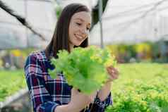 女人农民收获蔬菜水培法农场有机新鲜的蔬菜农民工作水培蔬菜花园