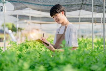 男人。农民收获蔬菜审计质量水培法农场有机新鲜的蔬菜农民工作水培蔬菜花园收获小业务概念