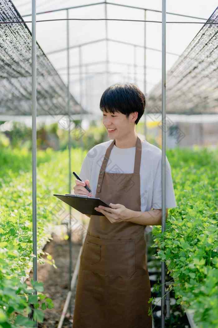 男人。农民收获蔬菜审计质量水培法农场有机新鲜的蔬菜农民工作水培蔬菜花园收获小业务概念