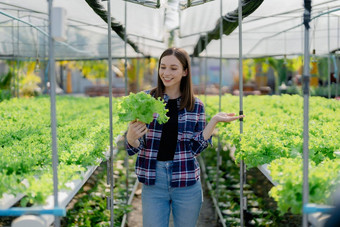 女人农民收获<strong>蔬菜</strong>水培法农场有机新鲜的<strong>蔬菜</strong>农民工作水培<strong>蔬菜</strong>花园