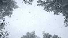 降雪雪瀑布片天空白雪覆盖的树顶冬天一天