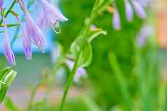 美妙的淡紫色紫罗兰色的花蓝铃花精致的绿色植物植物