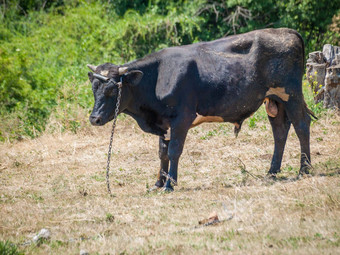 年轻的黑色的牛系铁链农村景观背景