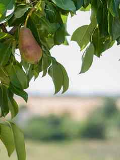 梨树水果夏天一天