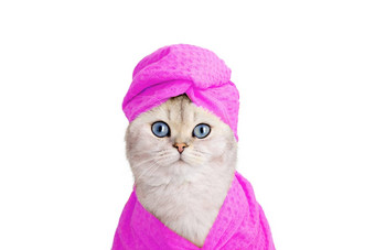 可爱的白色猫粉红色的毛巾头粉红色的浴袍白色背景