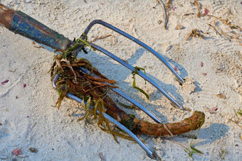 清洁干草叉藻类碎片海滩沙子