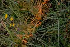 绿色草橙色条纹喷雾小黄色的花纹理