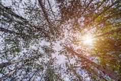 视图底树树冠照片展示了和平平静的大气森林邀请观众浸泡自然