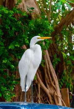 伟大的白鹭ardea阿尔芭鸟休息红树林佛罗里达