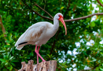 美国白色宜必思尤多西莫斯阿不思·鸟红色的嘴坐在树佛罗里达