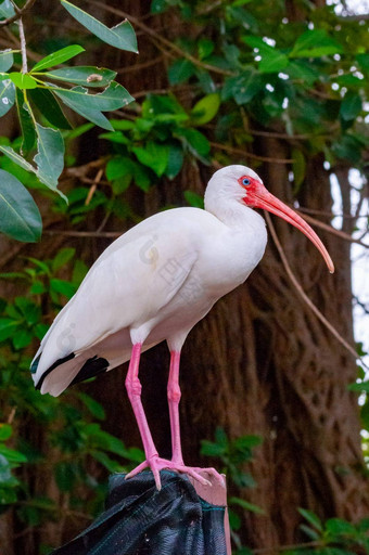 美国白色宜必思尤多西莫斯阿不思·鸟红色的嘴坐在树佛罗里达