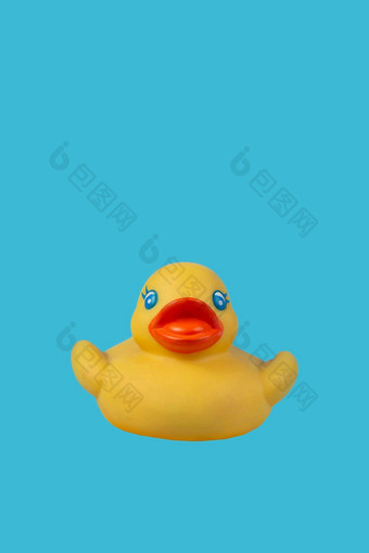 黄色的橡胶鸭游泳蓝色的背景