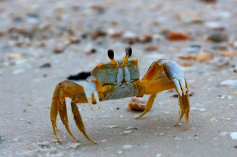 大西洋鬼蟹Ocypode<strong>方形</strong>海洋海滩佛罗里达美国