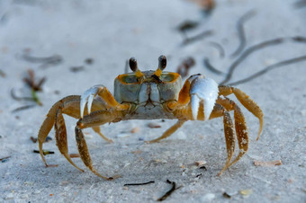 大西洋鬼蟹Ocypode方形海洋海滩佛罗里达美国