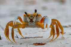 大西洋鬼蟹Ocypode方形海洋海滩佛罗里达美国