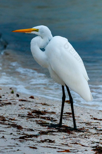 鸟休息海岸水伟大的白鹭ardea阿尔芭佛罗里达