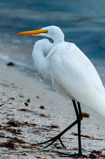 鸟休息海岸水伟大的白鹭ardea阿尔芭佛罗里达