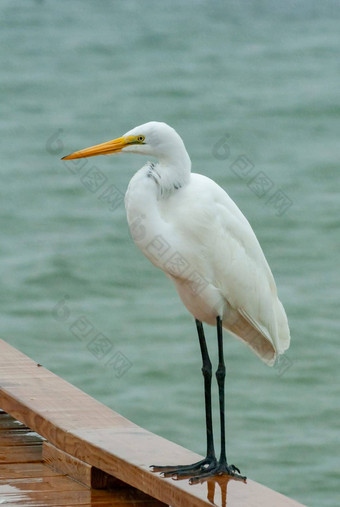 鸟休息木码头伟大的白鹭ardea阿尔芭佛罗里达