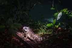 阳光照射的鬣蜥阴影丛林