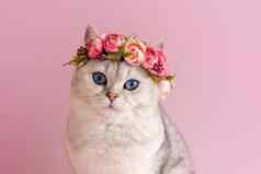 美丽的白色英国猫穿皇冠花粉红色的背景