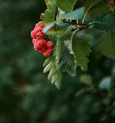 生活群红色的罗文挂树分支植物自然特写镜头
