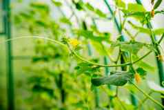 增长开花温室黄瓜日益增长的有机食物产品黄瓜收获小黄瓜花卷须