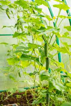 增长开花温室黄瓜日益增长的有机食物产品黄瓜收获小黄瓜花卷须