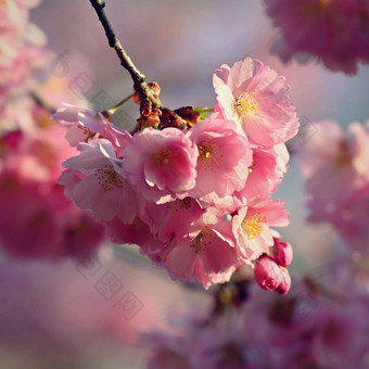 春天美丽的花春天摘要背景自然盛开的分支机构树春天问候卡片复制空间