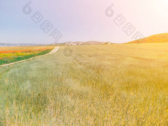 空中视图绿色小麦场农村场小麦吹风绿色海年轻的绿色小穗耳朵大麦作物自然农<strong>学行</strong>业食物生产