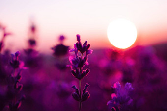 薰衣草花场特写镜头日落新鲜的紫色的芳香花自然背景设计模板生活方式插图紫罗兰色的薰衣草场普罗旺斯法国