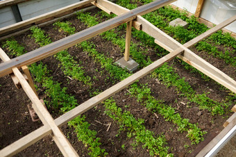特写镜头前视图手工制作的温室培养草本植物绿色苗床农业生态农业园艺