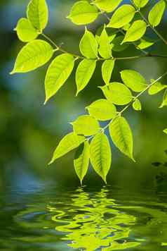 绿色叶子水