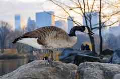 加拿大鹅布兰塔黄花鸟休息湖曼哈顿公园纽约