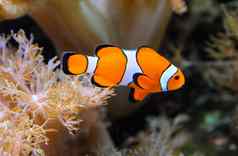 小丑鱼anemonefish安菲普瑞恩眼球游泳触角海葵共生鱼海葵