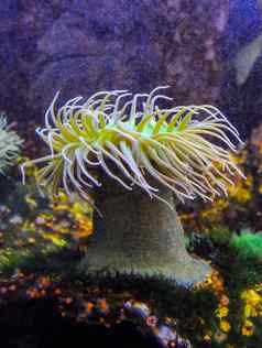巨大的绿色海葵螳螂属海洋水族馆