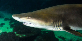 大野生鲨鱼海洋水族馆海洋水族馆