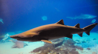 大野生鲨鱼海洋水族馆海洋水族馆