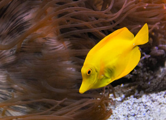 斑马瘤刺蛾黄色的鱼背景海海葵海洋水族馆