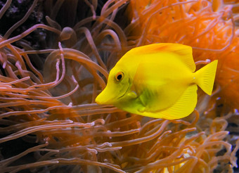 斑马瘤刺蛾黄色的鱼背景海海葵海洋水族馆