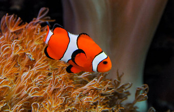 小丑鱼anemonefish安菲普<strong>瑞恩</strong>眼球游泳触角海葵共生鱼海葵