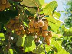 猕猴桃树种植园悠闲吃水果花园树有机水果园艺素食主义者概念