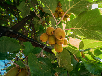 猕猴桃挑选季节猕猴桃猕猴桃树种植园巨大的集群水果花园树有机水果素食主义者园艺概念