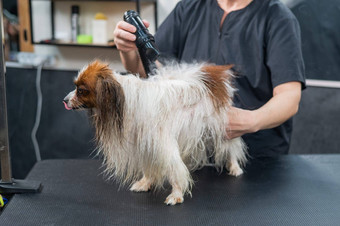 高加索人女人干狗蝴蝶<strong>犬</strong>大陆猎<strong>犬</strong>梳理<strong>沙</strong>龙