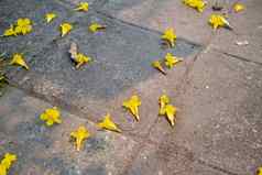黄色的花秋天混凝土地板上地面花地面