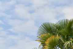 棕榈树天空夏天海滩