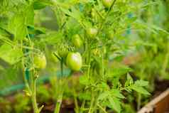 绿色生番茄日益增长的分支花园夏天季节农村有机农业年轻的番茄植物增长温室当地的生产农场
