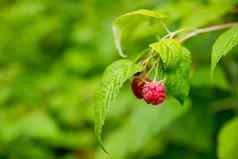 分支成熟的树莓花园红色的甜蜜的浆果日益增长的树莓布什水果花园多汁的浆果背景模糊绿色植物红色的野生浆果特写镜头复制空间