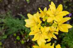 黄色的亚洲人的混合动力百合花束新鲜的花日益增长的夏天花园盛开的花夏天阳光明媚的一天百合布鲁姆花园