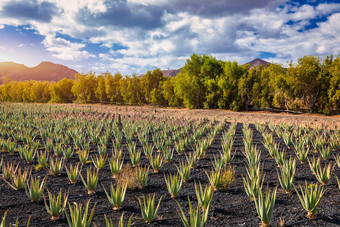 芦荟真正植物芦荟真正种植园Fuerteventura<strong>金丝</strong>雀岛屿西班牙芦荟真正日益增长的岛Fuerteventura<strong>金丝</strong>雀岛屿西班牙芦荟真正种植园<strong>金丝</strong>雀岛屿